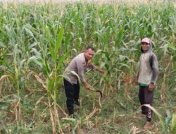 Polsek Labuapi Dampingi Petani Bagik Polak Barat Wujudkan Swasembada Pangan