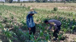 Polsek Labuapi Dorong Optimalisasi Lahan Pekarangan Warga