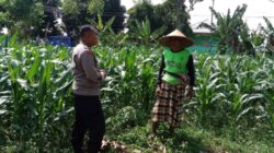 Aksi Bhabinkamtibmas Dampingi Petani Jagung di Bagik Polak Barat