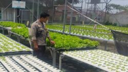 Kemandirian Pangan di Lombok Barat Dari Selada Hingga Palawija