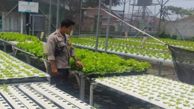 Kemandirian Pangan di Lombok Barat Dari Selada Hingga Palawija