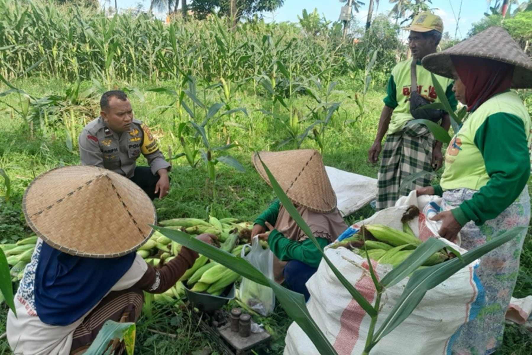 Aksi Nyata Bhabinkamtibmas Labuapi Dampingi Petani Dusun Jogot