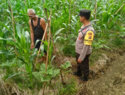 BHABINKAMTIBMAS KELURAHAN TANJUNG LAKUKAN PENGECEKAN LAHAN TANAMAN JAGUNG DI TIMBA BOROK