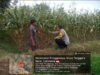 Bhabinkamtibmas Desa Pringgabaya Cek Lahan Jagung Warga di Subak Pade Girang II