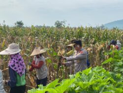 Dukung Ketahanan Pangan Nasional, Wakapolres Dompu Dampingi Panen Jagung Warga Desa Mumbu