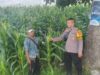 Polsek Manggelewa Pantau Lahan Jagung Warga Dukung Program Ketahanan Pangan Nasional