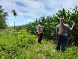 Polsek Pekat Pantau Lahan Jagung Warga Dukung Ketahanan Pangan Nasional