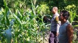 Bhabinkamtibmas Desa Sawe Laksanakan Pemantauan Lahan Jagung Warga, Dukung Ketahanan Pangan Nasional Menuju Indonesia Emas