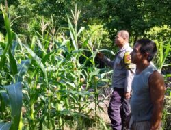 Bhabinkamtibmas Desa Sawe Laksanakan Pemantauan Lahan Jagung Warga, Dukung Ketahanan Pangan Nasional Menuju Indonesia Emas