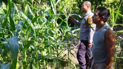 Bhabinkamtibmas Desa Sawe Laksanakan Pemantauan Lahan Jagung Warga, Dukung Ketahanan Pangan Nasional Menuju Indonesia Emas