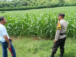 Perkuat Ketahanan Pangan, Bhabinkamtibmas Desa Tarusa Motivasi Petani Jagung Optimalkan Lahan