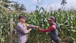 Polsek Kempo Pantau Lahan Jagung Warga Dukung Ketahanan Pangan Nasional Menuju Indonesia Emas 2045
