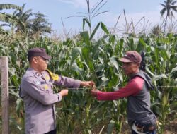 Polsek Kempo Pantau Lahan Jagung Warga Dukung Ketahanan Pangan Nasional Menuju Indonesia Emas 2045