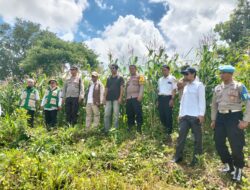 Kapolsek Janapria Turun Langsung Cek Lahan Jagung, Dukung Ketahanan Pangan Program Asta Cita