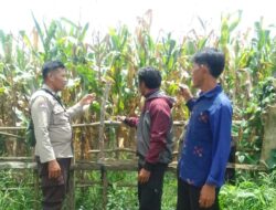 Bhabinkamtibmas Polsek Kilo Pantau Lahan Jagung Warga di Desa Taropo Dukung Program Ketahanan Pangan Nasional