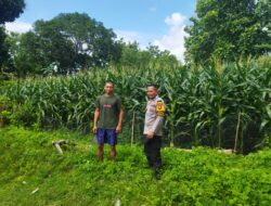Bhabinkamtibmas Desa Kampasi Meci Pantau Lahan Jagung Warga, Dukung Ketahanan Pangan Nasional