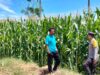 Bhabinkamtibmas Desa Lasi Pantau Lahan Jagung Warga, Dukung Program Ketahanan Pangan Nasional