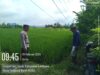 Dukung Kemandirian Pangan, Bhabinkamtibmas Desa Langam Edukasi Petani Manfaatkan Lahan Kosong