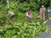 Respon Cepat Bhabinkamtibmas Bersama Warga Gotong Royong Bersihkan Pohon Tumbang