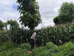 Kanit Binmas Polsek Bolo, Laksanakan Pengecekan dan Monitoring Pertumbuhan Jagung di Tiga Desa di Wilayah Hukumnya