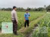 Bhabinkamtibmas Desa Korleko Cek Lahan Jagung Milik Poktan Nunas Subur