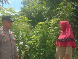 Dukung Asta Cita Presiden RI, Bhabinkamtibmas Desa Rhee Turun Langsung Pantau Pertumbuhan Jagung Hibrida