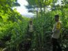 Dukung Ketahanan Pangan, Bhabinkamtibmas Desa Sangia Pantau Lahan Jagung Warga