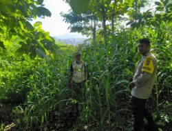 Dukung Ketahanan Pangan, Bhabinkamtibmas Desa Sangia Pantau Lahan Jagung Warga