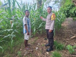 Wujudkan Ketahanan Pangan, Bhabinkamtibmas Desa Luk Beri Motivasi dan Edukasi Petani Jagung