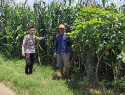 Bhabinkamtibmas Desa Songgajah Pantau Lahan Jagung Warga, Dukung Ketahanan Pangan Nasional Menuju Indonesia Emas 2045