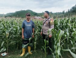 Bhabinkamtibmas Desa Adu Pantau Lahan Jagung Warga, Dukung Program Ketahanan Pangan Nasional Menuju Indonesia Emas