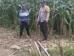 Bhabinkamtibmas Desa Saneo Pantau Lahan Jagung Warga, Dukung Ketahanan Pangan Nasional Menuju Indonesia Emas 2045