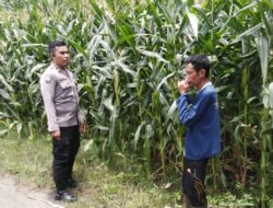 Bhabinkamtibmas Polsek Woja Pantau Lahan Jagung Warga Desa Matua, Dukung Ketahanan Pangan Nasional