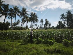 BHABINKAMTIBMAS KELURAHAN SURYAWANGI MONITORING TANAMAN JAGUNG MILIK WARGA DI LOANG SAWAK