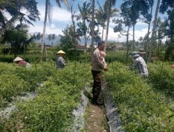 Bhabinkamtibmas Desa Kesik Cek Lahan Ketahanan Pangan Bergizi di Dusun Munsok