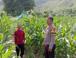 Sinergi Polisi dan Petani di Desa Soro, Lahan 2 Hektare Siap Panen 20 Ton Jagung