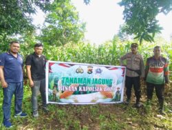 Sukseskan Ketahanan Pangan Nasional, Polsek Bolo Monitoring Pertumbuhan Jagung Kelompok Tani Binaan