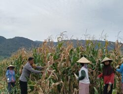 Wujud Nyata Dukungan Ketahanan Pangan, Polisi di Hu’u Dampingi dan Bantu Petani Panen Jagung