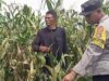 Kanit Binmas Polsek Bolo Aktif Meninjau Pertumbuhan Jagung Milik Warga di Wilayah Binaannya