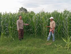 Sinergi Polri dan Petani, Wujud Nyata Ketahanan Pangan di Kecamatan Kempo