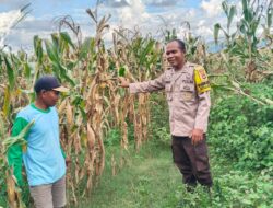 Dukung Ketahanan Pangan Nasional, Bhabinkamtibmas Desa Mumbu Pantau Lahan Jagung Warga