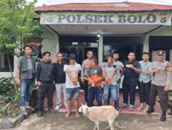 Kurang 24 Jam Unit Reskrim Polsek Bolo Meringkus 3 Sindikat Terduga Pelaku Spesialis Pencurian Hewan Ternak