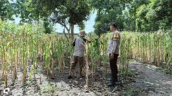 Semangat Ketahanan Pangan! Polsek Woja Dampingi Petani Jagung Menuju Panen Optimal