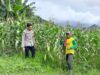 Semangat Ketahanan Pangan! Polsek Manggelewa Dampingi Petani Jelang Masa Panen
