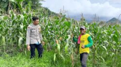 Semangat Ketahanan Pangan! Polsek Manggelewa Dampingi Petani Jelang Masa Panen