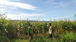 Bhabinkamtibmas Aktif Dampingi Petani, Polres Dompu Dukung Penuh Program Ketahanan Pangan Nasional