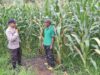 Pantau Lahan Jagung 1,5 Hektar, Polsek Kempo Perkuat Dukungan Ketahanan Pangan Menuju Indonesia Emas 2045