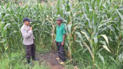 Pantau Lahan Jagung 1,5 Hektar, Polsek Kempo Perkuat Dukungan Ketahanan Pangan Menuju Indonesia Emas 2045