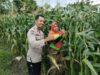 Sinergi Polri dan Petani Labuapi Manfaatkan Lahan Pekarangan