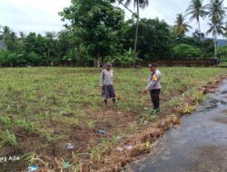Polsek Gerung Kawal Ketahanan Pangan di Giri Tembesi